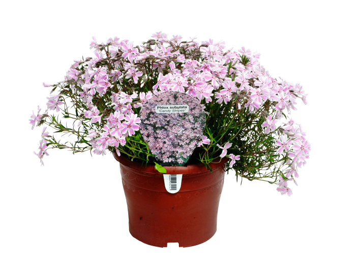 Stauder i 17 cm potte - flere sorter